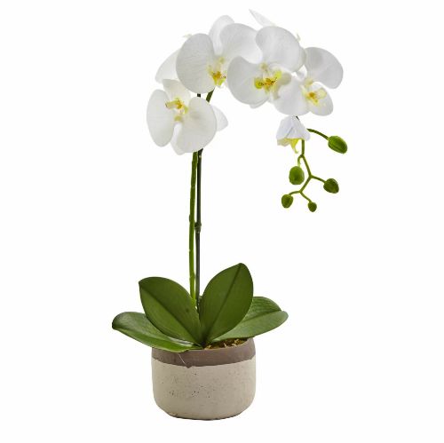 Phalaenopsis Tek Dal 12 - 65 Cm resmi