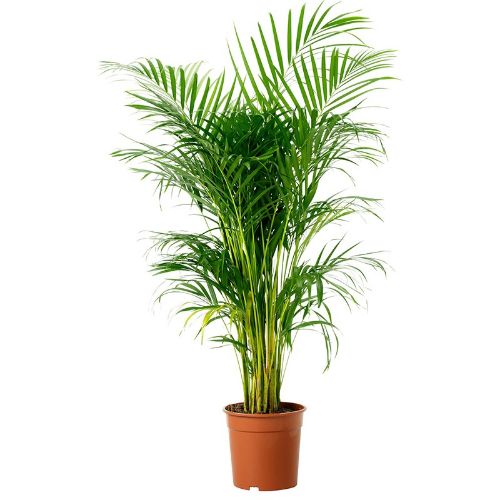 Areka Palmiyesi Areca Lutescens 180-200cm resmi