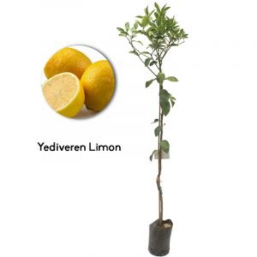 LIMON YEDIVEREN 24CM KARE resmi