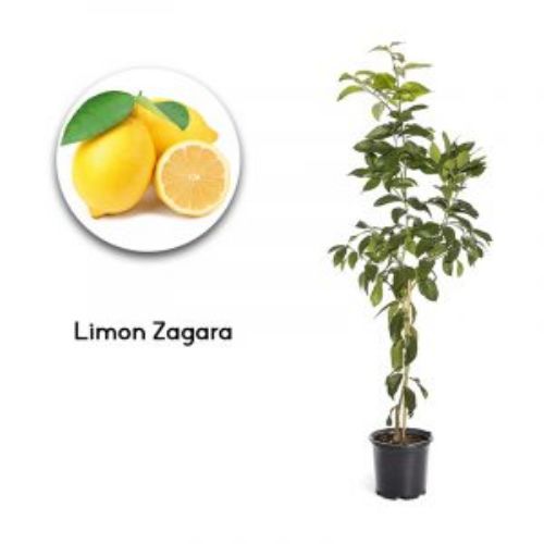 LIMON ZAGARA 24 CM KARE resmi