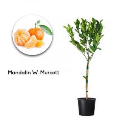 MANDALIN MURACOTTI 24 CM resmi