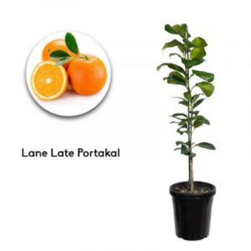 PORTAKAL LANE LATTE 24CM resmi