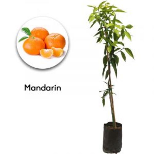 MANDALIN SATSUMA 24CM resmi