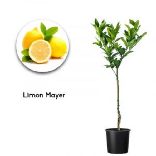 LIMON MAYER resmi