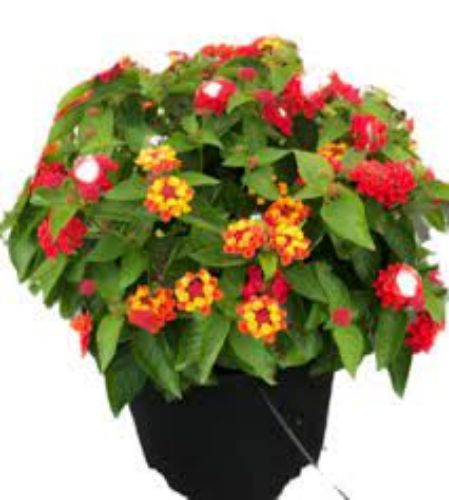 LANTANA 14CM resmi