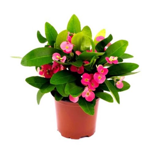 EUPHORBIA MILLI 14CM resmi