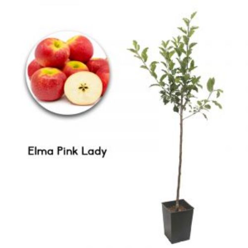 ELMA PINK LADY 19CM KARE resmi