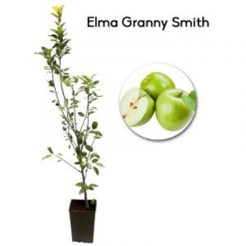 ELMA GRANYSMITH 19CM KARE resmi