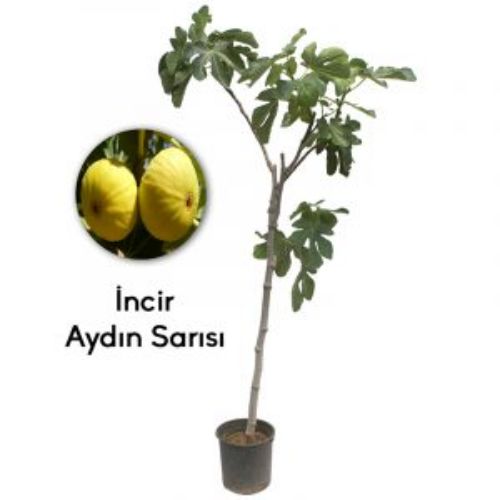 INCIR AYDIN 19CM KARE resmi