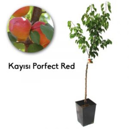 KAYISI PERFECT RED 19CM KARE resmi