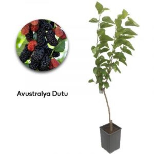 DUT AVUSTRALYA 24CM BUYUK resmi