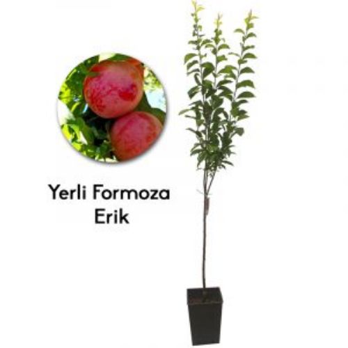 ERIK FORMOZA 19CM KARE resmi