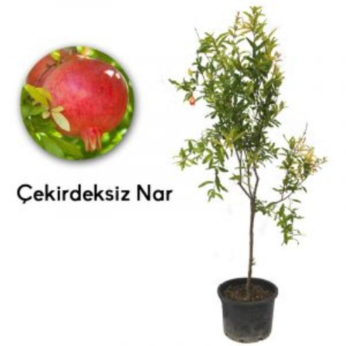 NAR CEKIRDEKSIZ 19CM resmi