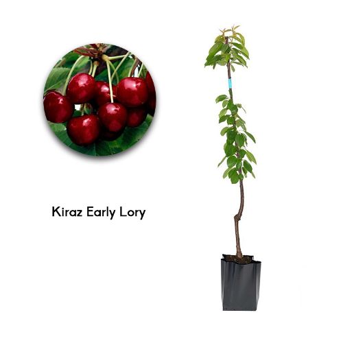 KIRAZ EARLY LORY 19CM KARE resmi