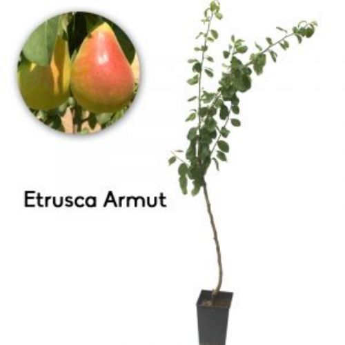 ARMUT ETRUSCA 19CM KAR resmi