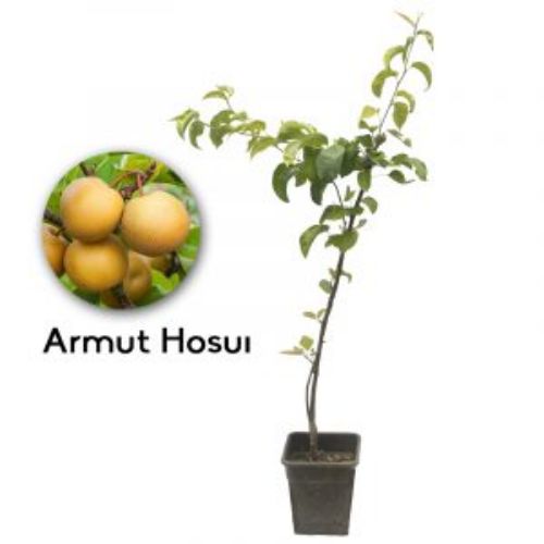 ARMUT HOSUI 19CM KARE resmi