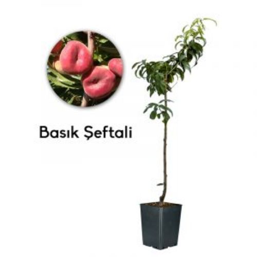 SEFTALI BASIK 19CM KARE resmi