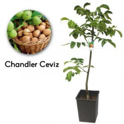 CEVIZ CHANDLER 24CM KARE resmi