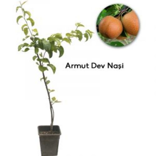 ARMUT DEVECI 19CM KARE resmi