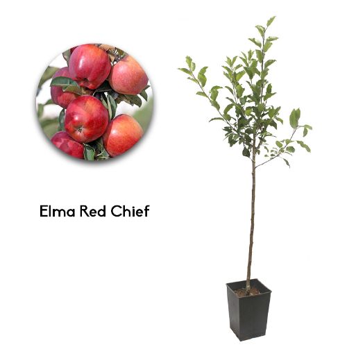 ELMA REDCHIEF 19CM KARE resmi