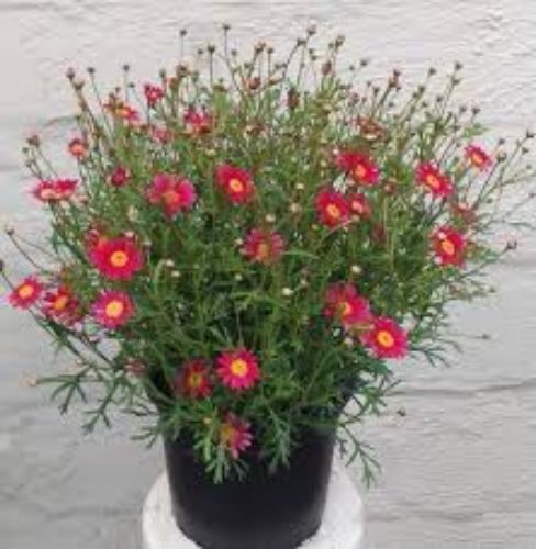 ARGYRANTHEMUM 17CM resmi