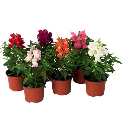 DILDAMAK BODUR 9CM. resmi