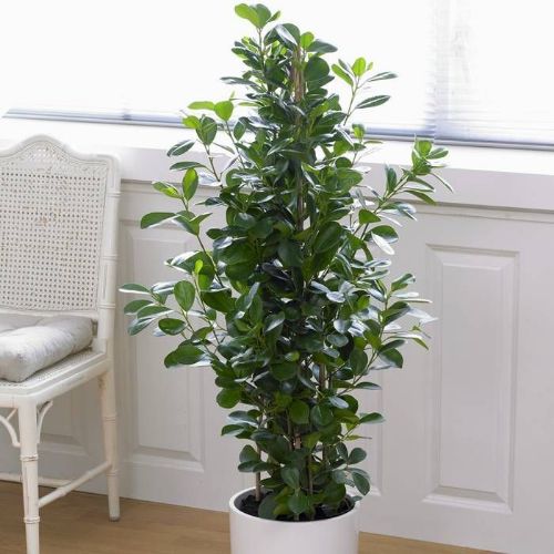 FICUS MICROCARPA MOCLAME 24cm 120cm resmi