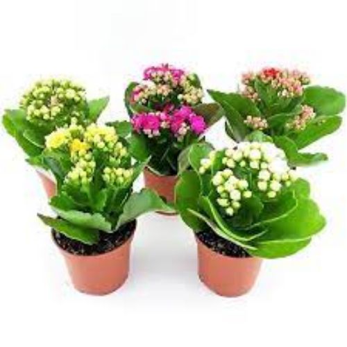 KALANCHOE MIX 8cm 15cm resmi