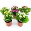 KALANCHOE MIX 8cm 15cm resmi