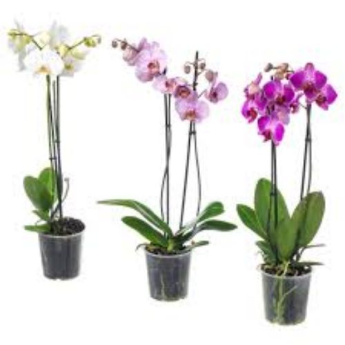 PHALAENOPSIS ANTHURA 12CM 75CM resmi