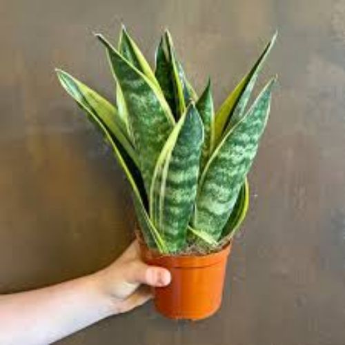 SANSEVERIA 12cm 30cm resmi