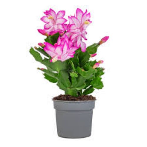 SCHLUMBERGERA 9cm 18cm resmi