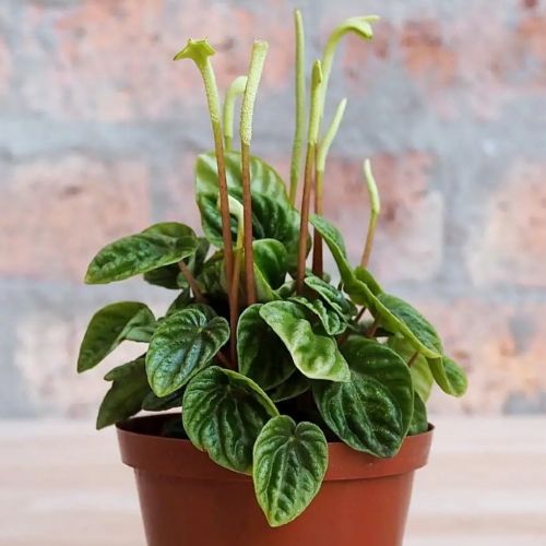 PEPEROMIA CAPLILIAN 12cm 30cm resmi