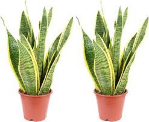 SANSEVERIA 12cm 35cm resmi