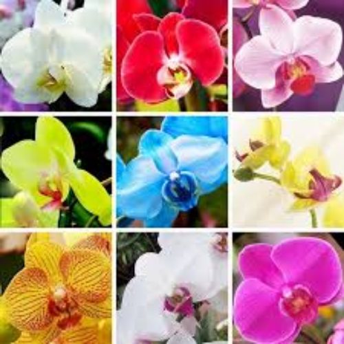 PHALAENOPSIS HYBR.12cm 50cm resmi