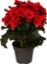 BEGONIA ELATIOR 14cm 35cm resmi