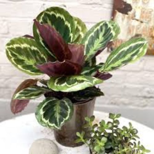 CALATHEA MEDALLION 14cm 65cm resmi