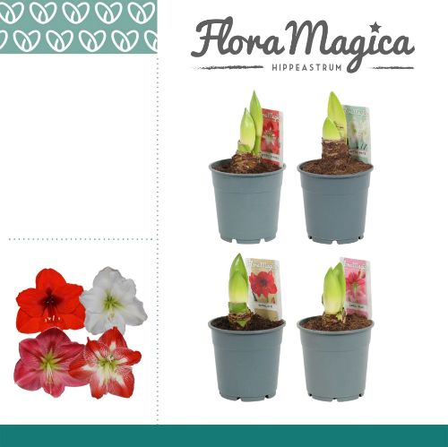 HIPPEASTRUM EXCELLENT 12cm 25cm resmi