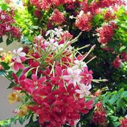 BINDALLI SAMARSIGI 19CM 200CM resmi