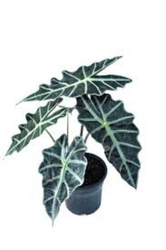 ALOCASIA POLLY 12cm 30 cm resmi