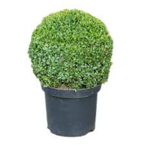 BUXUS BALL 23CM 45CM resmi