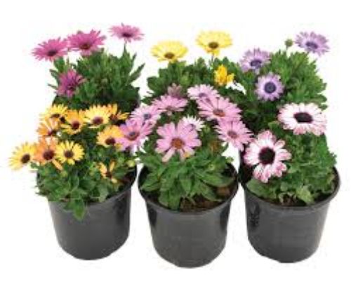 OSTEOSPERMUM YALIN&KATMERI 12CM resmi