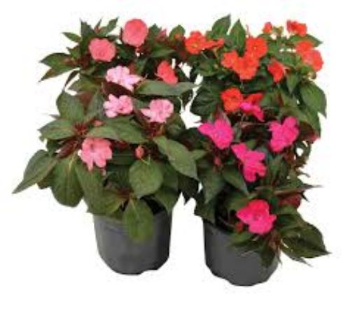 IMPATIENS 21CM resmi