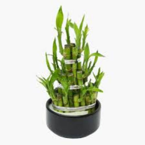 DRACENA LUCKY BAMBUSA SERAMIK resmi