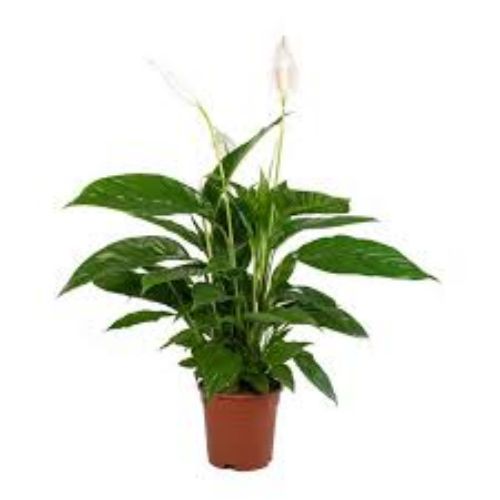 SPATHIPHYLLUM HERCULES 13cm 55 cm resmi