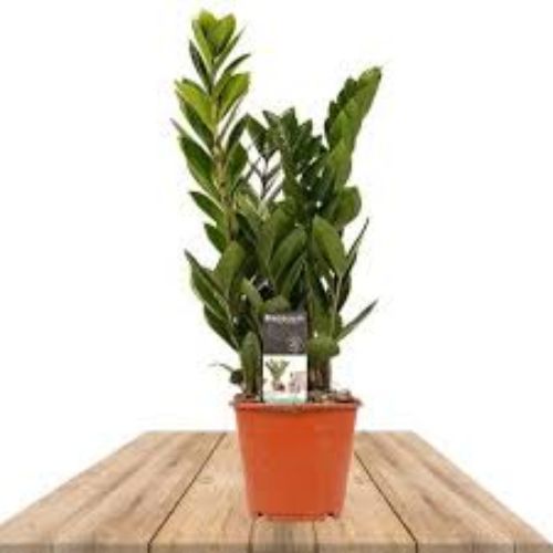 ZAMIOCULCAS 12cm 45 cm resmi