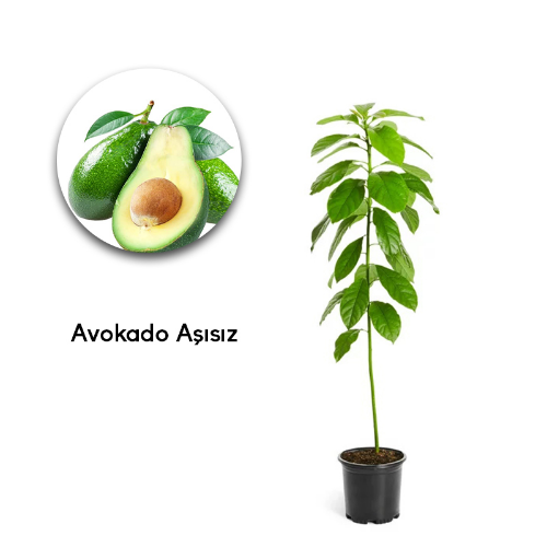 AVOCADO HARAP ASISIZ resmi