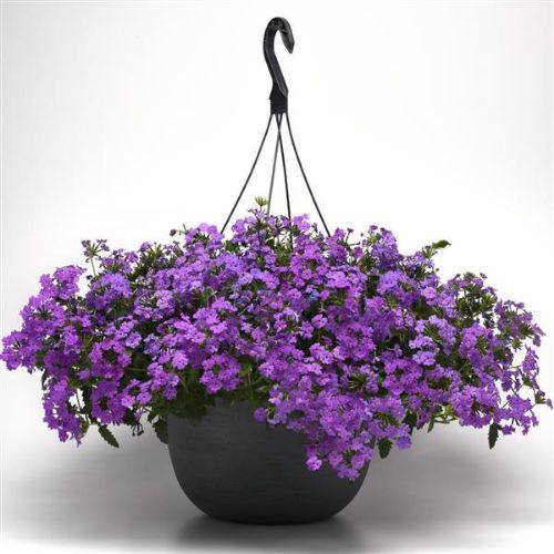 VERBENA 27CM resmi