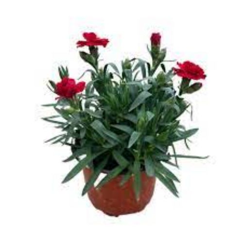 DIANTHUS CIN KARANFILI 9CM resmi