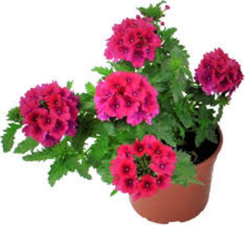 VERBENA 10.5CM resmi